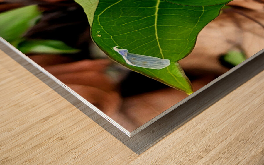 White Trillium Bud 2 Wood print