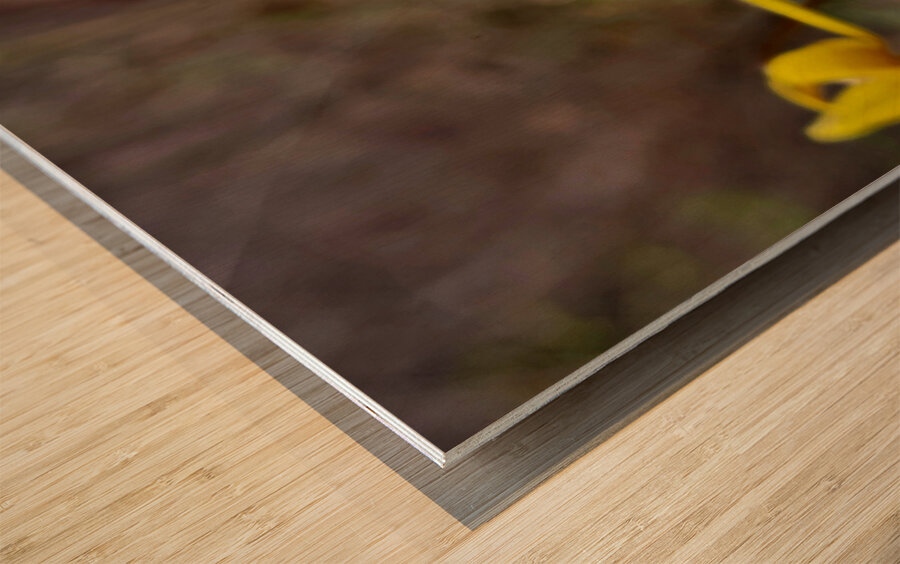 Trout Lilies Wood print