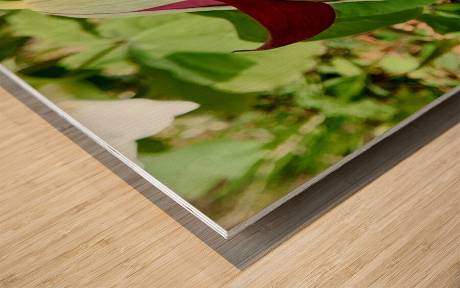 Red Trillium Nodding Wood print