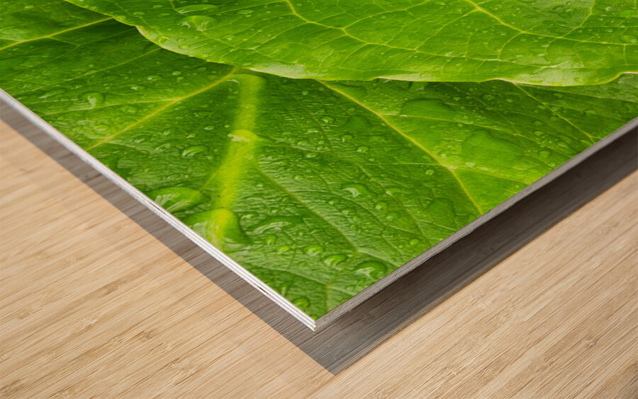 Skunk Cabbage Wood print