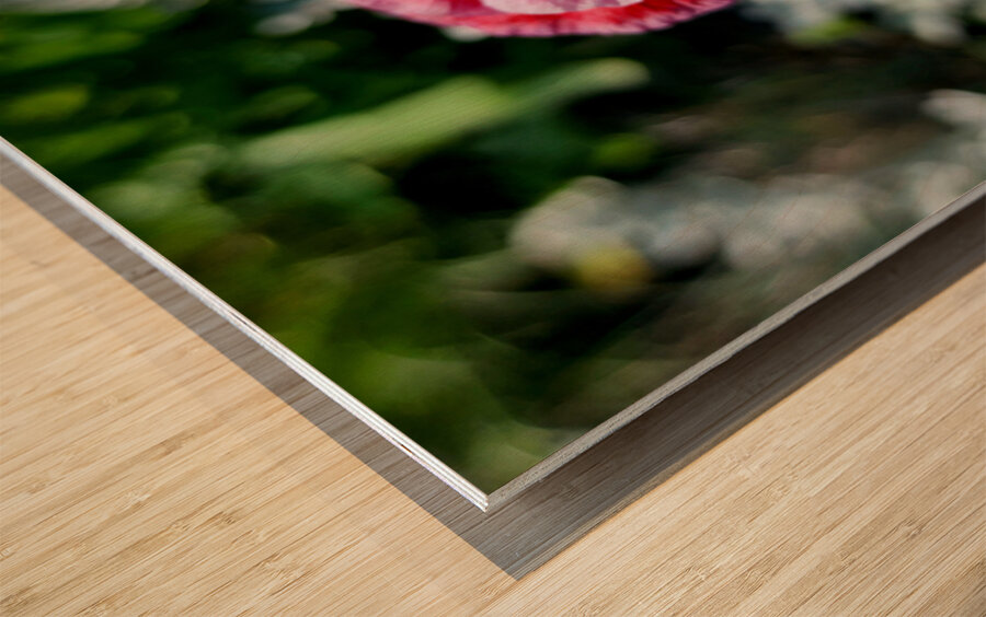 Variegated Poppy Wood print