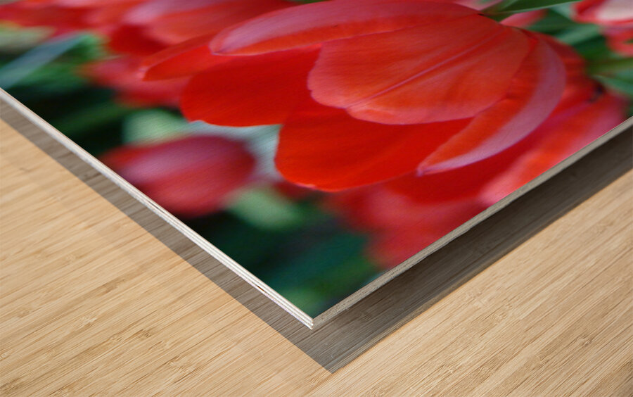 Red Tulips Wood print