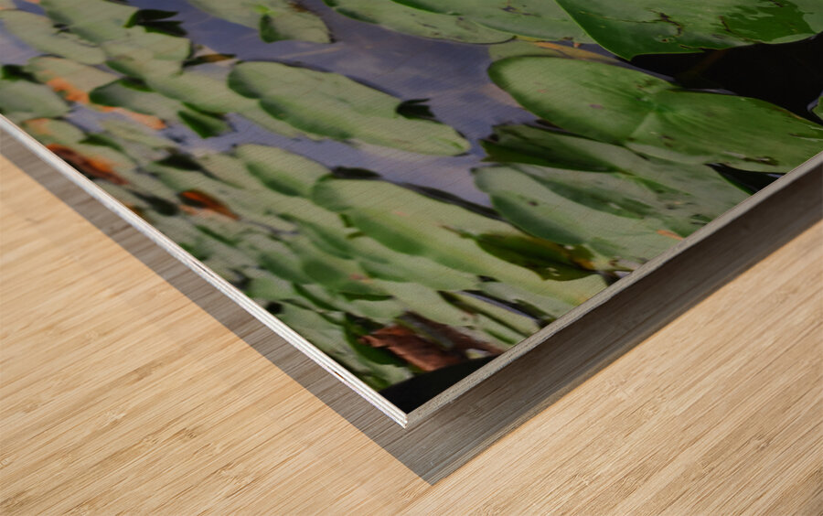 Water Lily 2 Wood print