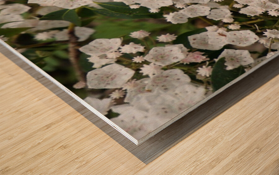 White Mountain Laurel Wood print