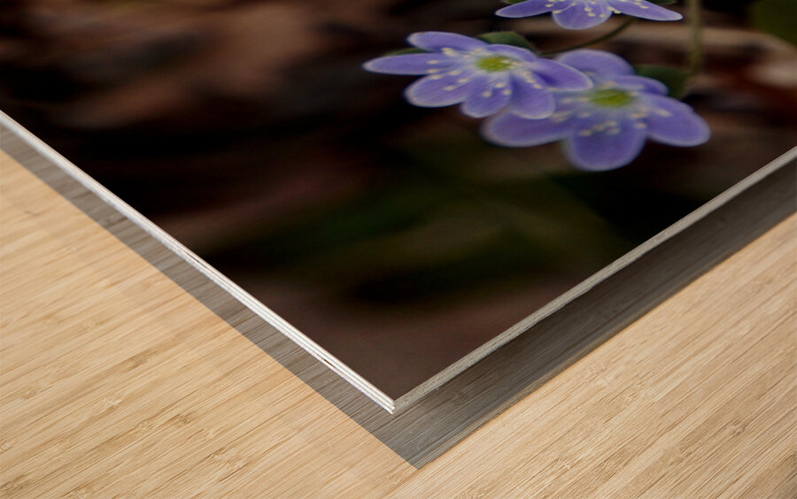 Hepatica Wood print