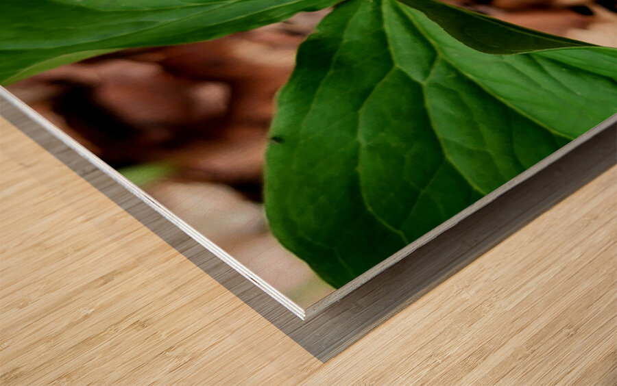 White Trillium Bud Impression sur bois