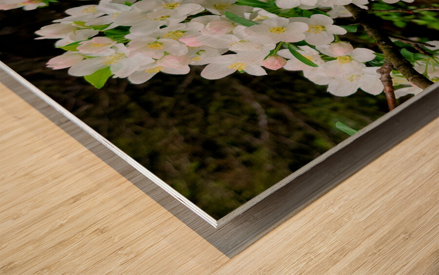 Apple Blossoms Impression sur bois