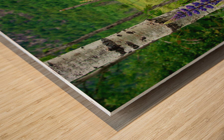 Maine Lupines Wood print