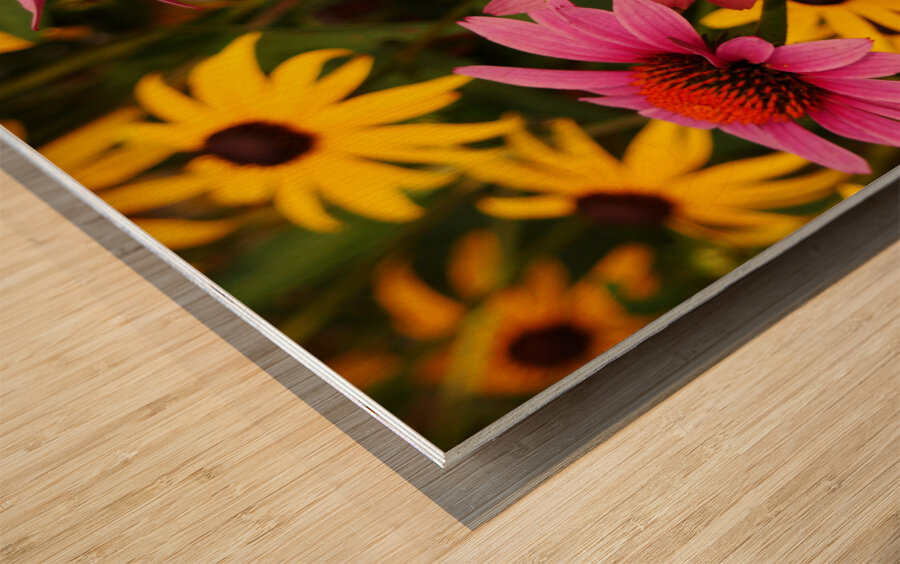Echinacea And Rudbeckia Wood print