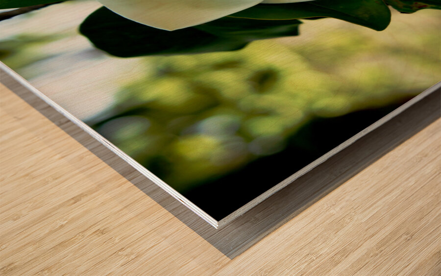 Magnolia Flower Impression sur bois