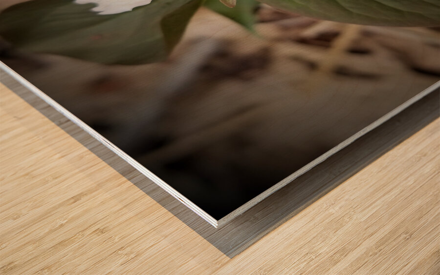 Painted Trillium Wood print