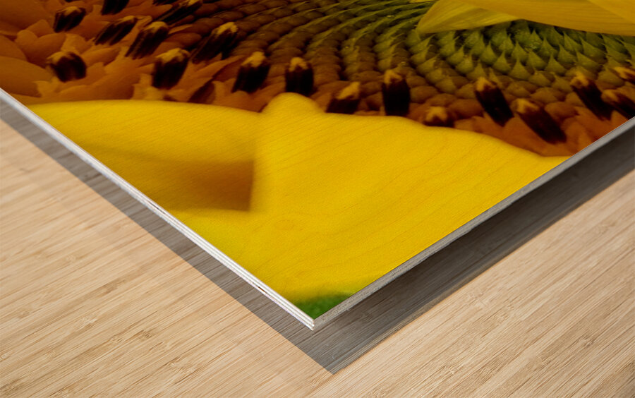 Unfurling Sunflower Wood print