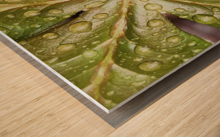 Raindrops On Mayapple Wood print