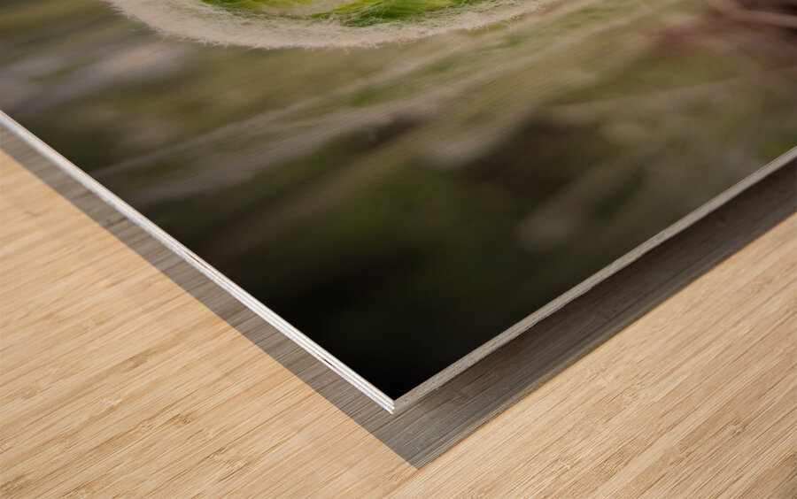 Fiddlehead Wood print