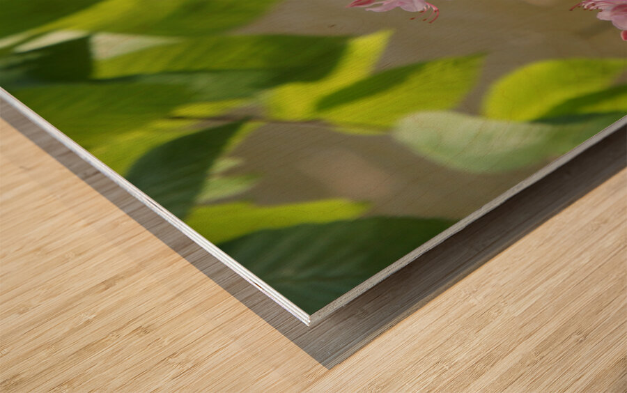 Native Azalea 2 Wood print