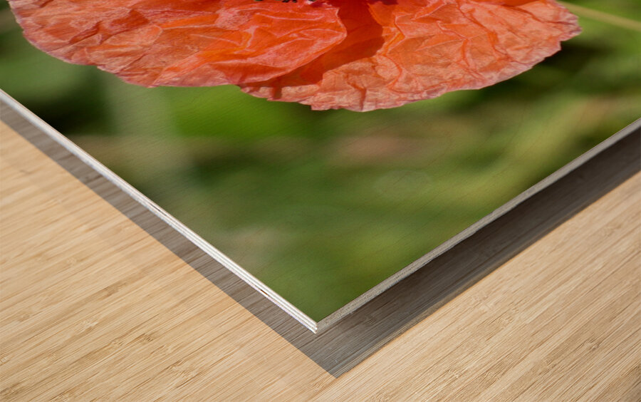 Poppy Wood print