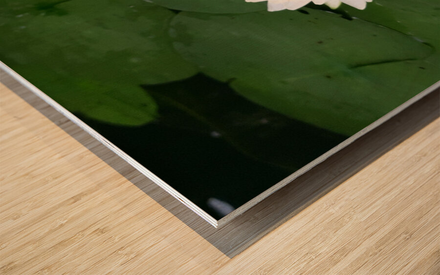 Water Lily 1 Wood print