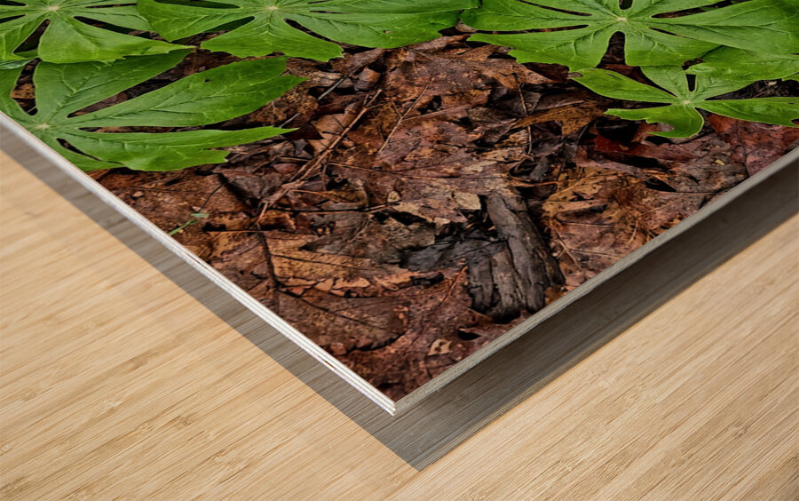 Mayapples Wood print