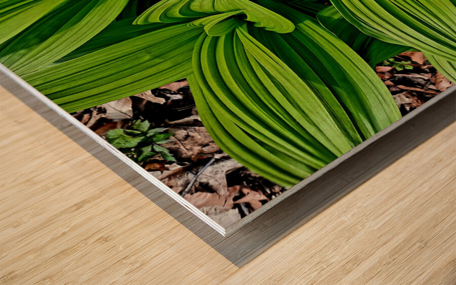 Green False Hellebore Wood print