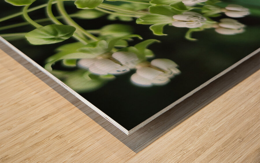 Poke Milkweed Wood print