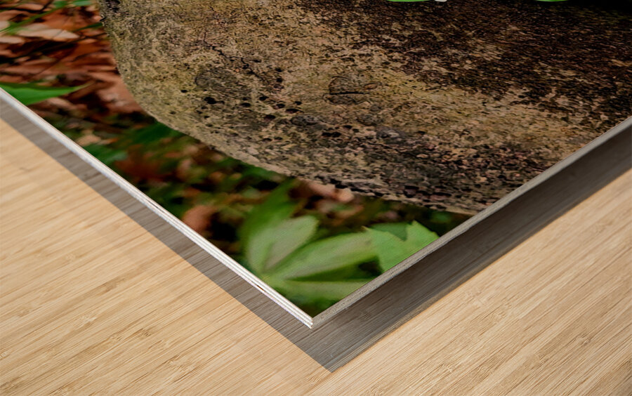 Trillium Duo Wood print