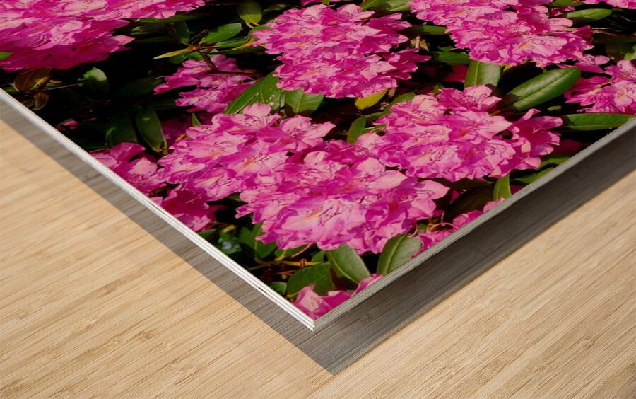 Rhododendron Wood print