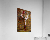 Urban Harmony Acrylic Print