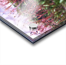 Soft Pink Acrylic print