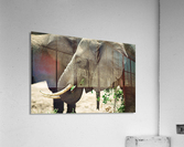 Elephant Grazing Acrylic Print