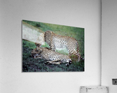 Friendly Cheetahs Acrylic Print