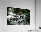 Mountain Goat Acrylic Print