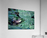 Frog on Lilies Acrylic Print