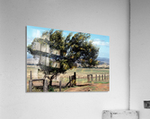 Windswept Tree Acrylic Print