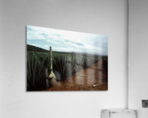 Stormy Tequila Acrylic Print