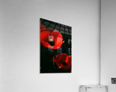 Large Poppies Acrylic Print