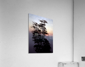 Mountain Ash Acrylic Print