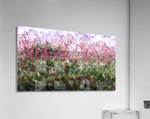 Soft Pink Acrylic Print