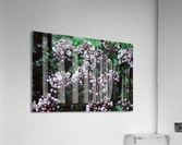 Mountain Laurel Acrylic Print