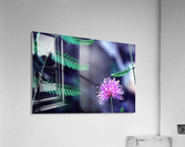Explosive Mimosa Acrylic Print