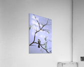 Ode to Audubon Acrylic Print