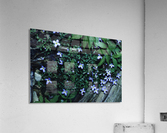Little Bluets  Acrylic Print