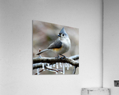 Winter Titmouse Acrylic Print