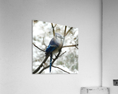 Winter Blue Jay Acrylic Print
