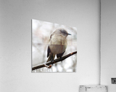 Winter Eastern Phoebe Acrylic Print