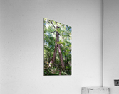 Warrior Tree Acrylic Print