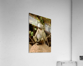 Buddha Baboon  Acrylic Print