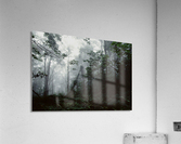 Forest Fog Acrylic Print
