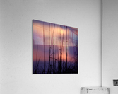 Reed Sunset square Acrylic Print