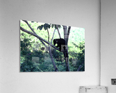 Coatimundi Acrylic Print