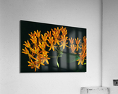 Butterfly Weed Acrylic Print